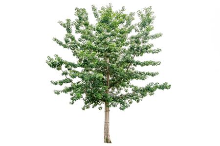 Green tree isolated on white background.の写真素材