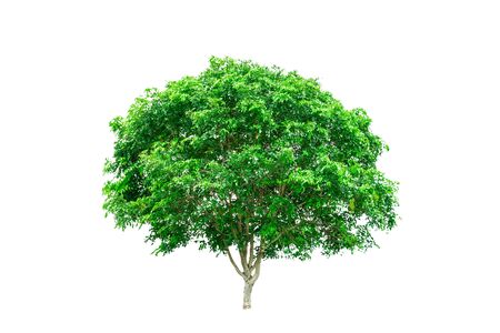 Green tree isolated on white background.の写真素材