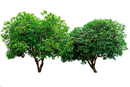 Green tree isolated on white background.