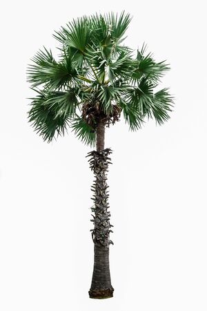 Palm tree isolated on white background.の写真素材
