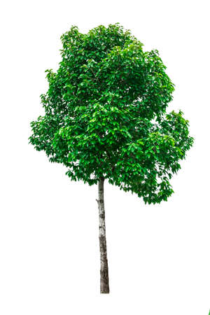 Green tree isolated on white background.の写真素材