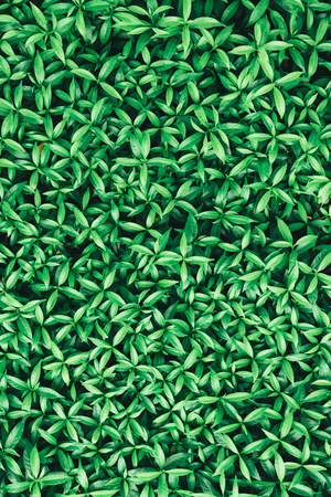 Green leaf on nature backgroundsの写真素材