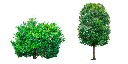 Collection of green trees isolated on white background for use in architectural design or decoration work.の写真素材