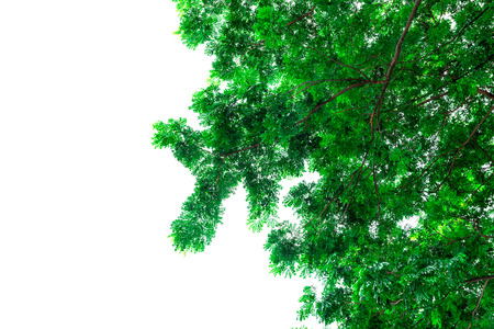 Green leaf isolated on white background.の写真素材