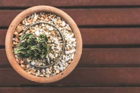 Top view of Cactus plants in flower pot on vintage Wooden table background.の写真素材