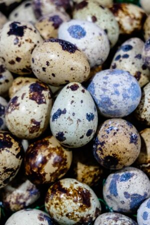 Quail eggsの写真素材