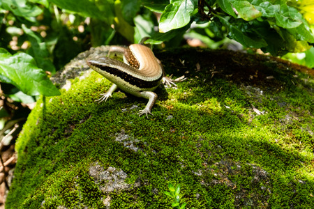 Skink (Scincidae) lizard with green background.Skink lizard are reptile belonging to the family...