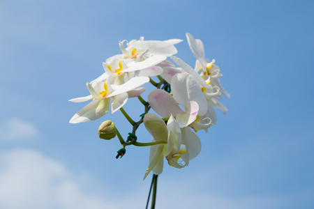 romantic branch of white orchid on blue sky backgroundの写真素材