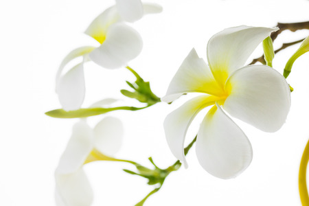 Tropical flowers frangipani (plumeria) isolated on whiteの写真素材