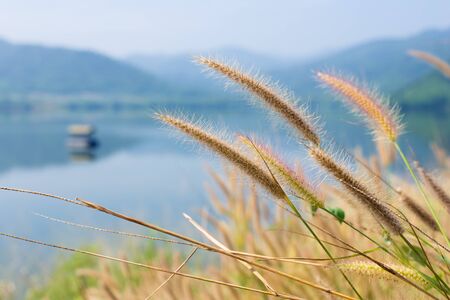 Dry flowers grass in the river and mountain backgroundの写真素材