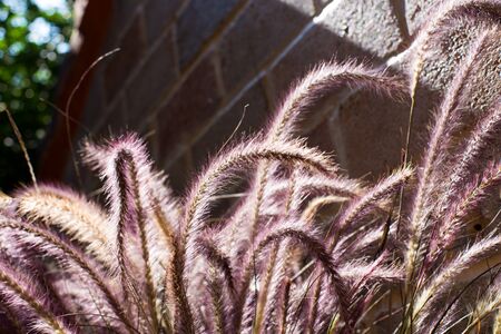 A flower of weed grass with the sun lightの写真素材