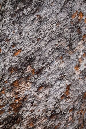 ree bark background, old bark. 100 year
