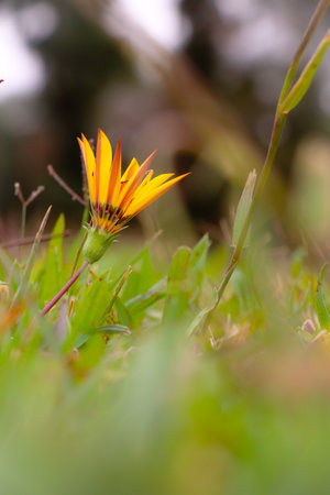 Beautiful picture of the flower in the parkの写真素材