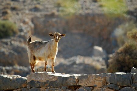 UAE Goatの写真素材