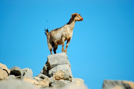 Goat_1の写真素材