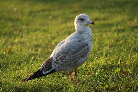 Seagull strolling in the park of Niagara Fallsの写真素材
