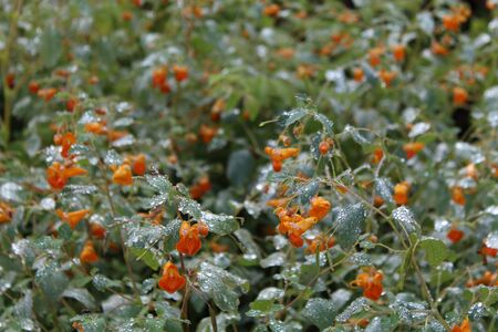 sparkling water droplets on plants with bright orange flowers from the niagara fallsの写真素材