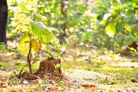 In this pic we are able to see that, new tree is giving protection to old tree parts after cutdown.の写真素材