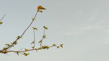 This pic is taken in my Home Garden. It is Guava Tree, Which is called Amarud in Indian Language. Pic is taken in morning time.の写真素材