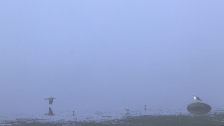 Bird in the fog flyingの写真素材