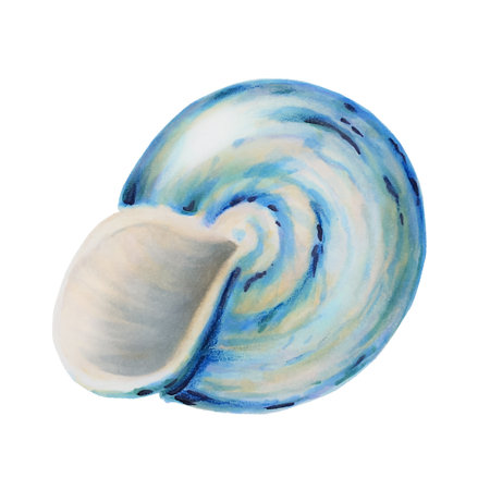 Watercolor shell. Hand painting clipart underwater life objects on a white isolated background. For designers, decoration, postcards, wrapping paper, scrapbooking, covers, invitations, wedding design, posters and textile.の写真素材