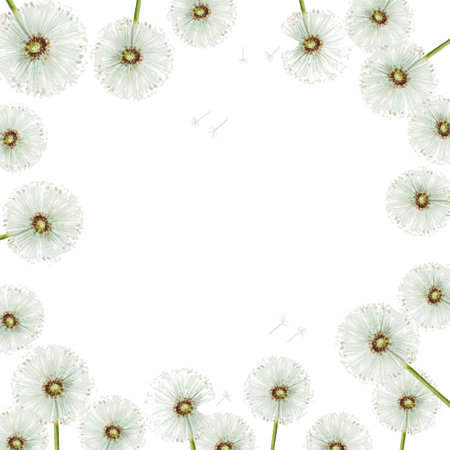 Watercolor frame of dandelions flowers and green leaves. Hand painting clipart botanical meadow illustration on a white isolated background. For designers, decoration, postcards, wrapping paper, scrapbooking, covers, invitations, wedding design, posters and textileの写真素材