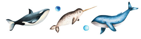 Watercolor narwhal with long tusk, blue whale and killer whale isolated on white background. Hand painting realistic Arctic and Antarctic ocean mammals. For designers, decoration, postcards, wrapping paper, scrapbooking, covers, logos, invitations, posters and textileの写真素材