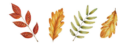 Autumn watercolor leafs isolated illustration on white background. Maple leaf, rowan leaves, oak leaf. Seasonal autumn elements. Thanksgiving, Halloween illustration for designers, scrapbookingの写真素材