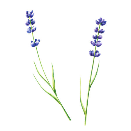 Watercolor lavender illustration isolated on white background. Detail of beauty products and botany set, cosmetology and medicine. For designers, spa decoration, postcards, wrapping paper, scrapbooking, covers, invitations, posters and textile.の写真素材
