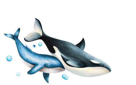Watercolor composition with blue whale and killer whale isolated on white background. Hand painting realistic Arctic and Antarctic template with ocean mammals. For designers, decoration, postcards, wrapping paper, scrapbooking, covers, logos, invitations, posters and textile.の写真素材