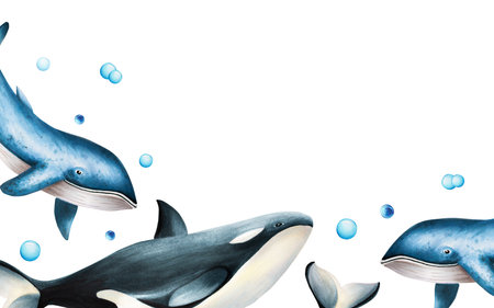 Watercolor composition with blue whale and killer whale isolated on white background. Hand painting realistic Arctic and Antarctic template with ocean mammals. For designers, decoration, postcards, wrapping paper, scrapbooking, covers, logos, invitations, posters and textile.の写真素材