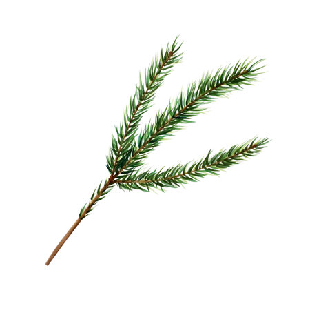 Watercolor christmas spruce and pine branch. New year botanical illustration of realistic lush evergreen foliage tree part isolated on white background. For designers, decoration, shop, for postcards, wrapping paper, covers. For posters and textileの写真素材