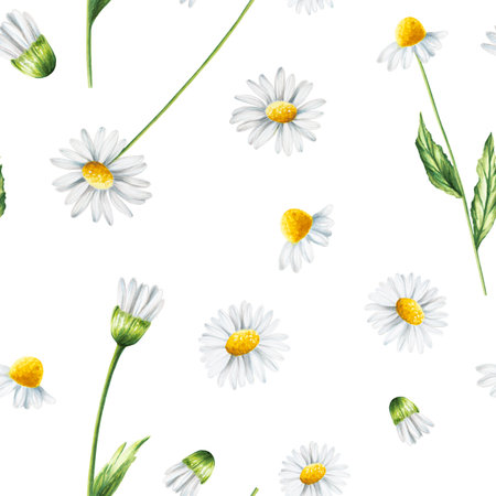 Watercolor seamless pattern with white daisy flowers illustration isolated on white background. Chamomile. Detail of beauty products and botany set, cosmetology and medicine. For designers, spa decoration, postcards, wrapping paper, scrapbooking,の写真素材