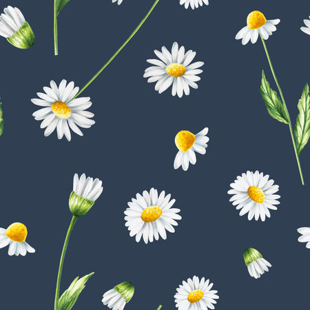 Watercolor seamless pattern with white daisy flowers illustration isolated on white background. Chamomile. Detail of beauty products and botany set, cosmetology and medicine. For designers, spa decoration, postcards, wrapping paper, scrapbooking,の写真素材