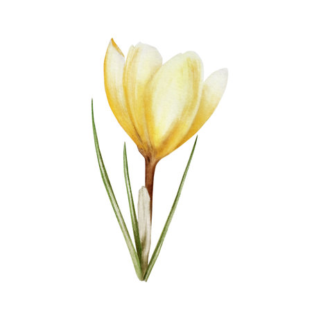 Watercolor yellow blooming crocus flower isolated on white background. Spring and easter botanical hand painted saffron illustration. For designers, wedding, decoration, postcards, wrapping paper, scrapbooking, covers, invitations, posters and textilesの写真素材