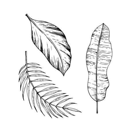 Tropical vector tropical banana and palm leaves illustrations on isolated background. Beautiful botanical hand painted linear exotic element. For designers, spa decoration, postcards, wedding, greetings, wallpapers, wrapping paper, scrapbooking, coveのイラスト素材