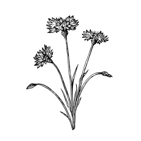 Vector cornflower. Hand painted linear flower. Graphic clip art isolated on background. Botanical and wedding illustration. For designers, invitations, decoration, postcards, wrapping paper, scrapbooking, coversのイラスト素材