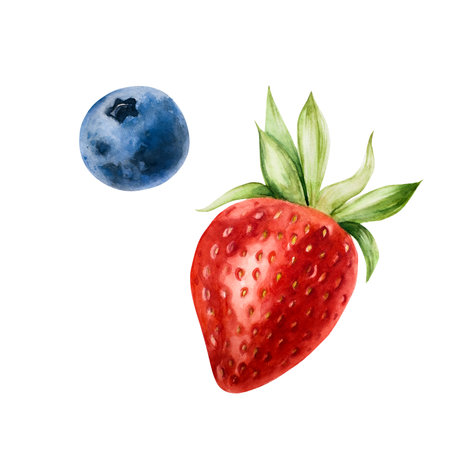 Sweet ripe sweet strawberry and blueberry. Hand painting red and blue macro botanical watercolor illustration isolated on background. For designers, menu, shop, decoration, restaurant, for postcards, wrapping paper, covers.の写真素材