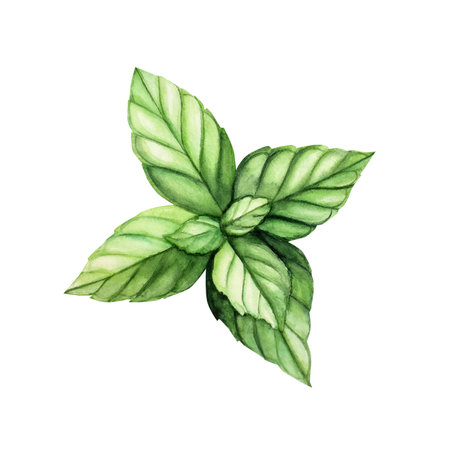 Fresh green mint. Hand painting peppermint leaves, botanical watercolor illustration isolated on background. For designers, menu, shop, decoration, restaurant, for postcards, wrapping paper, covers.の写真素材