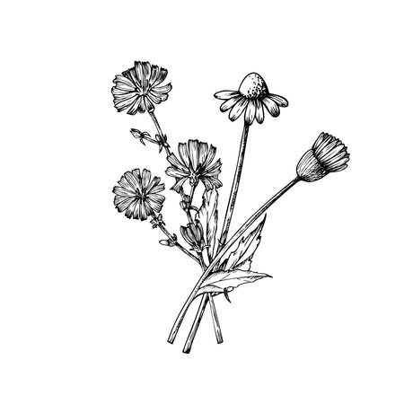 Vector bouquet of wild flowers. Chamomiles and chicory. Hand painted linear flowers. Graphic daisy isolated on background. Botanical and wedding illustration. For designers, invitations, decoration, postcards,のイラスト素材