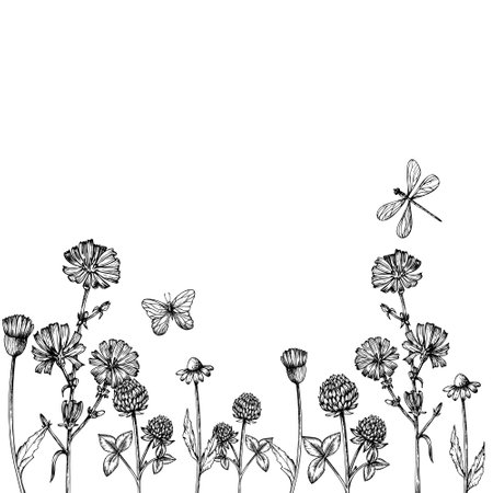 Vector frame, border with field of clover, chamomile, chicory with butterfly. Hand painted flower. Graphic clip art isolated on background. Botanical and wedding illustration. For designers, invitations, decoration,のイラスト素材