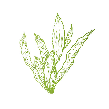 Vector algae. Hand painted line seaweed, laminaria sketch. Graphic tropical clip art isolated on background. Underwater illustration. For designers, invitations, decoration, postcards, wrapping paper, scrapbooking, covers.のイラスト素材