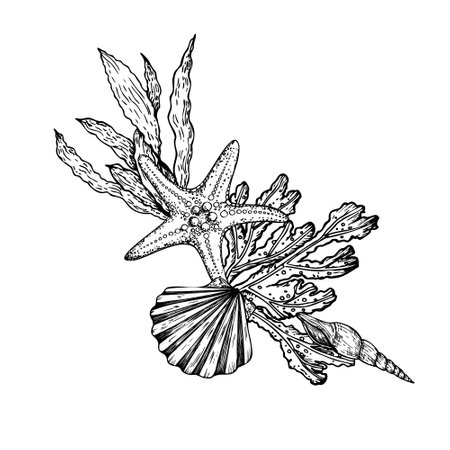 Vector composition. Shell, pebbles stones, starfish, coral. Hand painted line seaweed, laminaria. Graphic rock clip art isolated on background. Underwater illustration. For designers, invitations, decoration, postcardsのイラスト素材