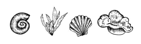 Vector set of beautiful shells, coral. Hand painted line seashell. Graphic clip art isolated on background. Underwater illustration. For designers, invitations, decoration, postcards, wrapping paper, scrapbooking, covers.のイラスト素材