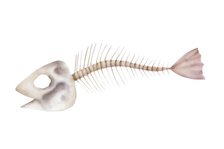Fish skeleton. Watercolor hand drawn illustration isolated on background. For designers, postcards,...