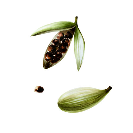 Cardamom pods and seeds. Watercolor hand drawn aromatic Christmas spice illustration isolated on transparent background. For designers, menu, decoration, food blog, ecofriendly branding. Healthy Vegetarian Dietの写真素材