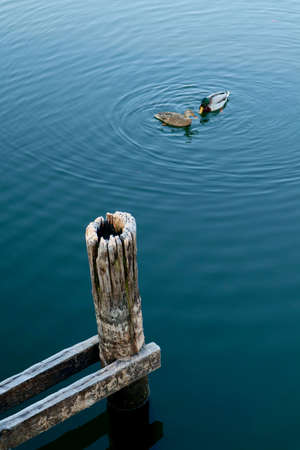 Two ducks are swimming calmly in an artificial lake in "Parco delle cave" in the west of Milan, Italy.の写真素材