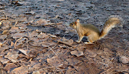 Squirrel looking for passengers with food, in the "Parco delle cave" in the west of Milan, Italyの写真素材