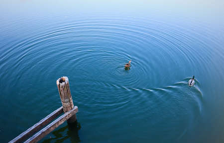 Two ducks are swimming calmy in an artificial lake in "Parco delle cave" in the west of Milan, Italy.の写真素材