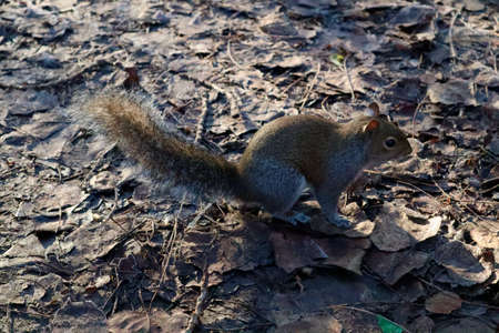 Squirrel looking for passengers with food, in the "Parco delle cave" in the west of Milan, Italyの写真素材